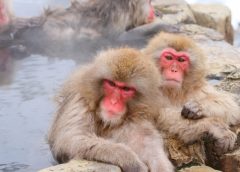 Japanese macaques entering a hot spring at Jigokudani Yaen-Koen (image)