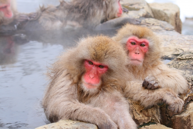 Japanese macaques entering a hot spring at Jigokudani Yaen-Koen (image)