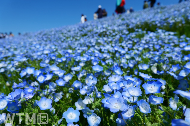 Nemophila flowers blooming in the Hitachi Seaside Park (image) (q**********************p/PhotoAC)