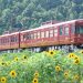 Fujisanroku Electric Railway's 1000 series "Fuji Tozan Railway" used for the event train "Fujiyama Beer" (Courtesy of Fujisanroku Electric Railway)